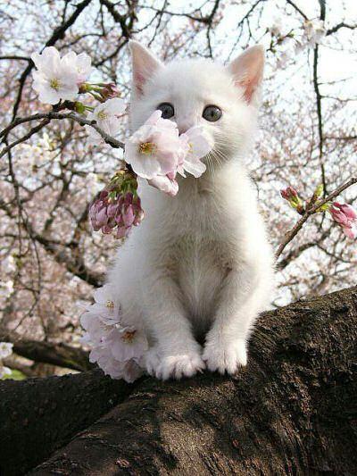 Una gatito blanco oliendo una flor.