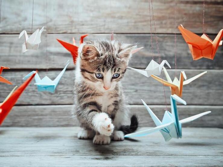 Fotos: 30 gatos adorables que sacarán tu lado más tierno