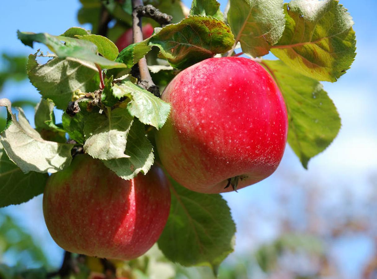 Comer una fruta con propiedades similares a la de la manzana diariamente regula el apetito ya que es alta en fibra y ayuda a apagar la respuesta del cerebro a querer más comida y al estómago a sentirse lleno. Además, la fibra estabiliza los niveles de azúcar en sangre.