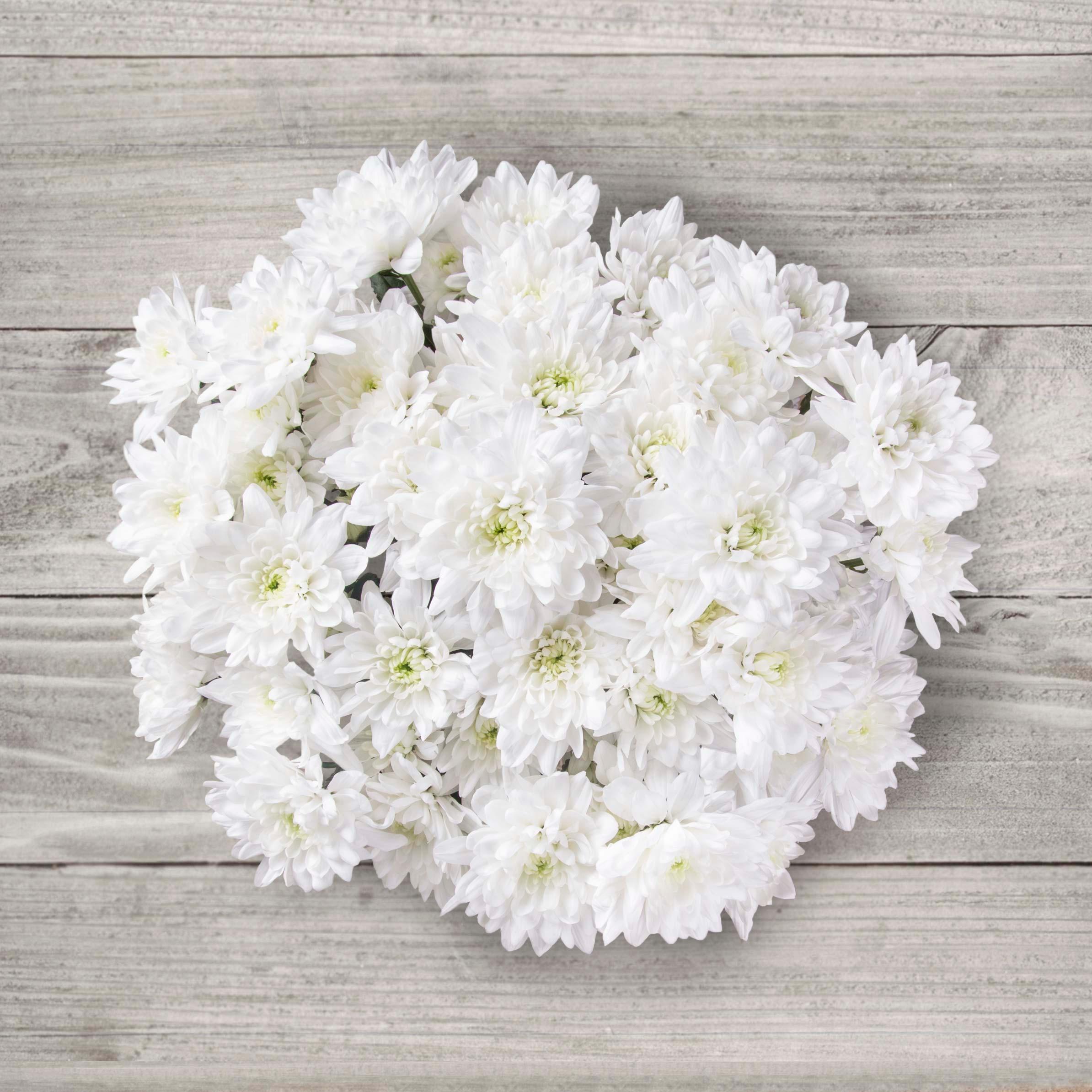 Estas flores poderosas son ideales para regalar a una madre en tono blanco, pues representa la buena energía y las buenas vibraciones.