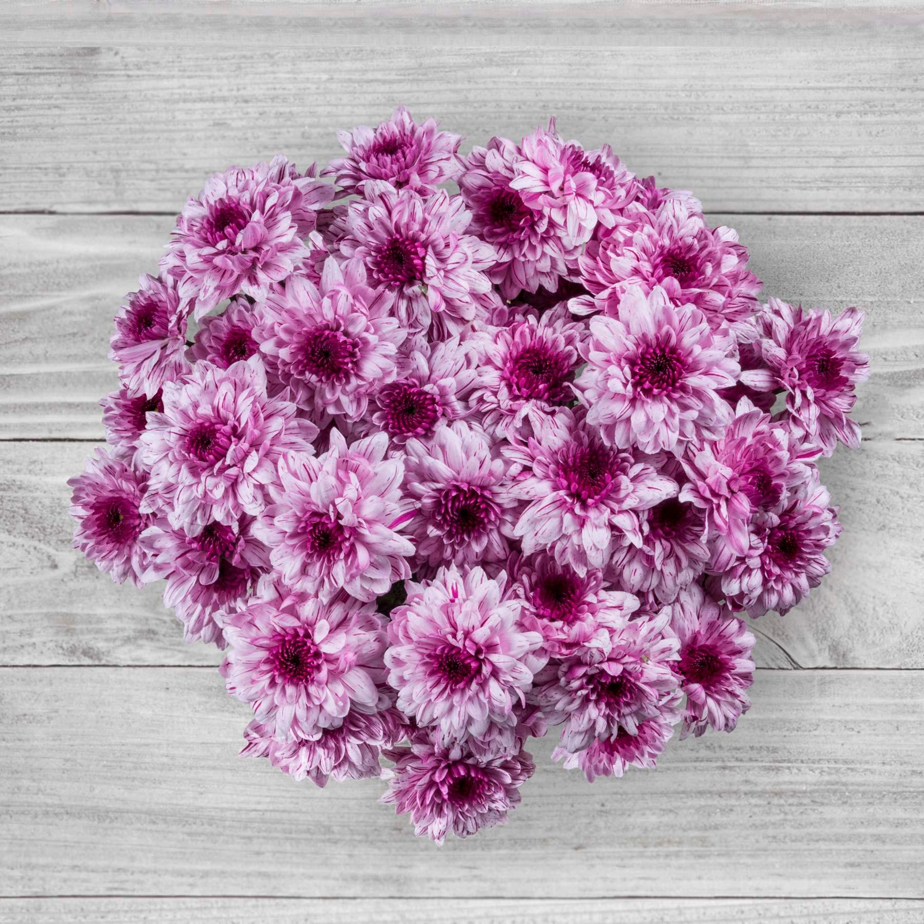 Denominada coloquialmente como flor de oro, el crisantemo evoca el placer y la felicidad de una vida libre.