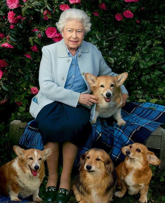 En 2015, la Reina decidió dejar de criar sus Pembroke Welsh Corgis, sobre todo por miedo a tropezar con ellos, caerse y hacerse daño. Además, también trascendió su deseo de que ninguno de sus 'corgis' quedara vivo tras su muerte.