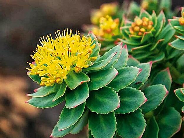 Rhodiola rosea