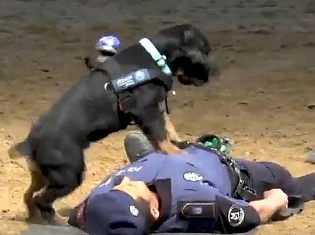 Poncho, el perro policía que sabe hacer una RCP.