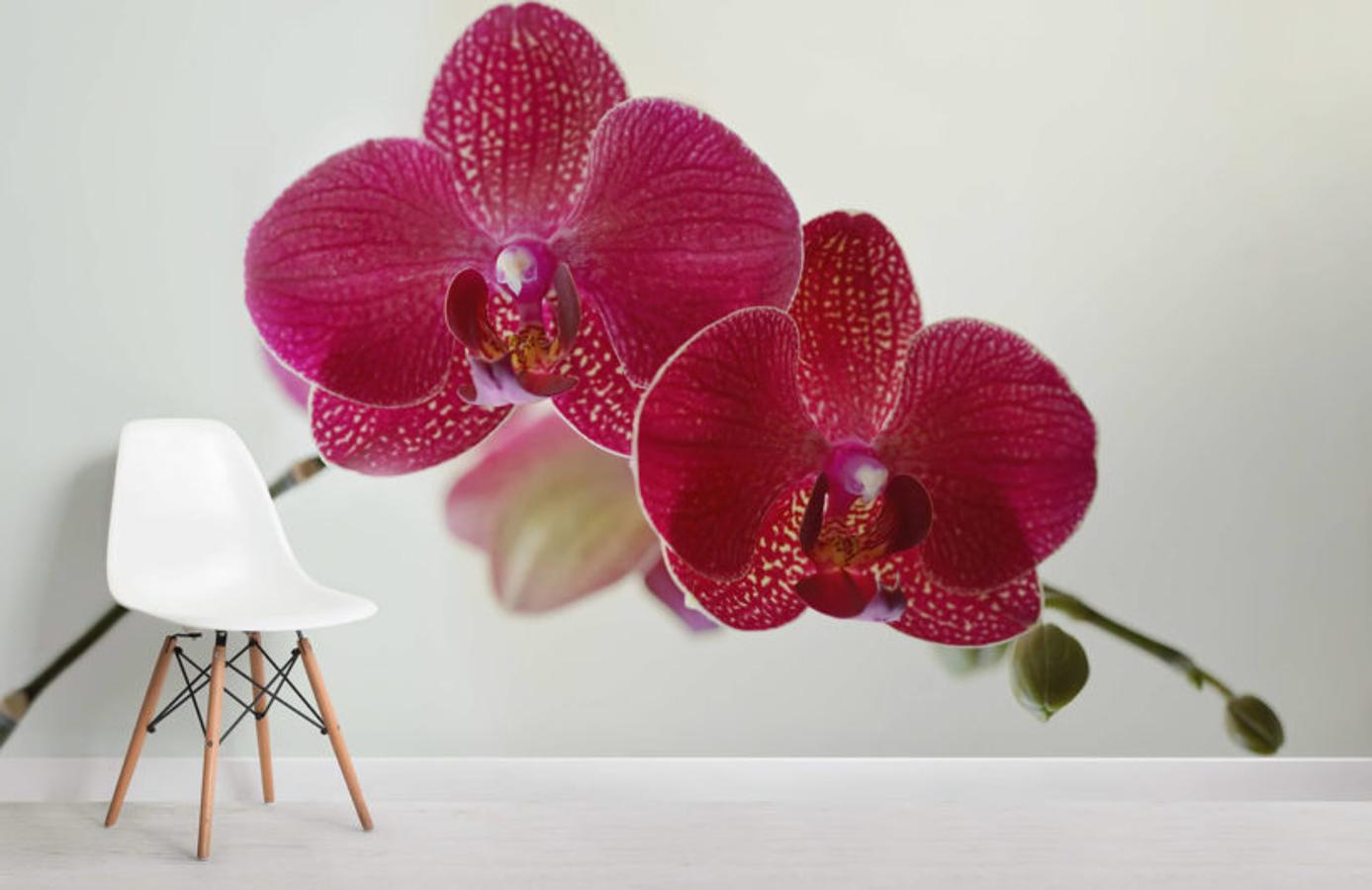 Delicado, minimalista y con un toque oriental, estas orquídeas darán un toque muy elegante a tu salón o dormitorio.