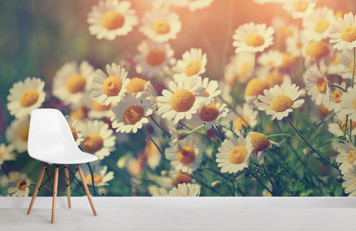 Otro campo de margaritas que llenará de color el rincón más especial y cálido de tu hogar.