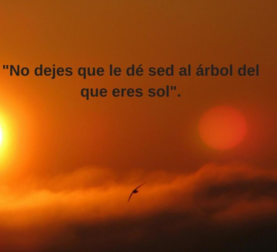 "No dejes que le dé sed al árbol del que eres sol".