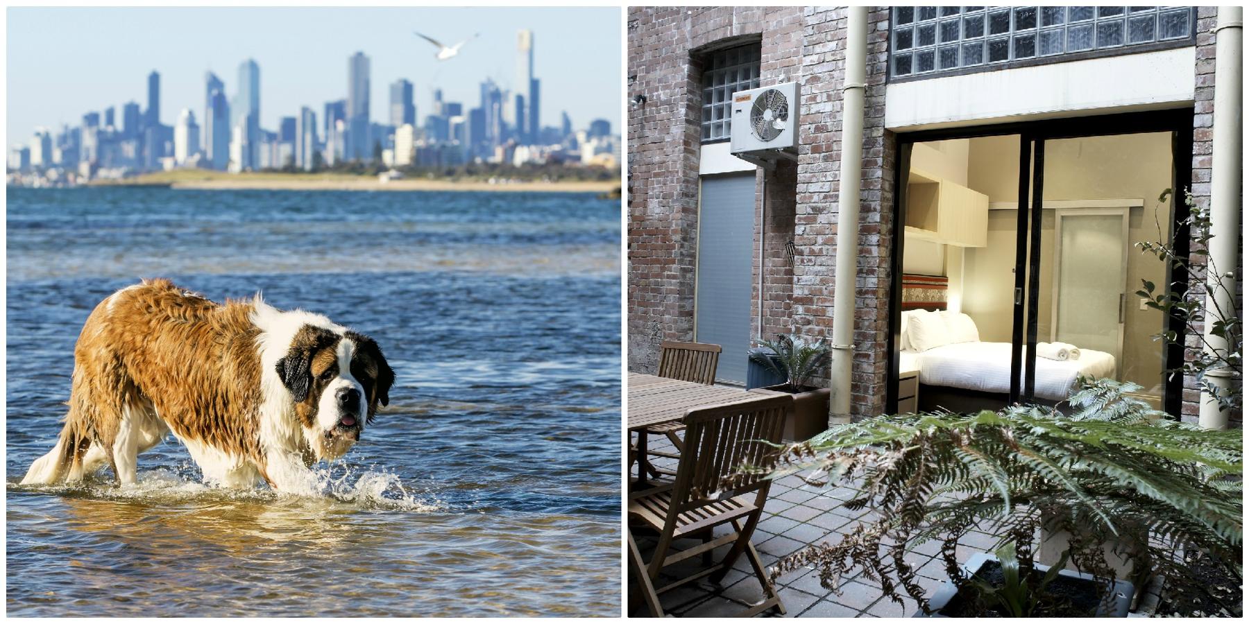Melbourne es conocida por sus zonas vinícolas, y no se nos ocurre mejor compañía para conocerlas que la tu amigo más fiel. Lamentablemente tu gato tendrá que quedarse en casa, porque los tours enológicos solo admite perritos, pero estos están de suerte, porque les incluye un masaje, película y comida mientras tú disfrutas de una buena cata. Después del tour, date un paseo por las playas de Port Melbourne que, como son 'pet friendly', podréis disfrutar juntos.Dónde alojarse: el Quest Flemington Apartment Hotels, que desde su recepción organizan visitas especiales con mascotas.