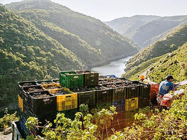 Vendimia en las laderas del Sil