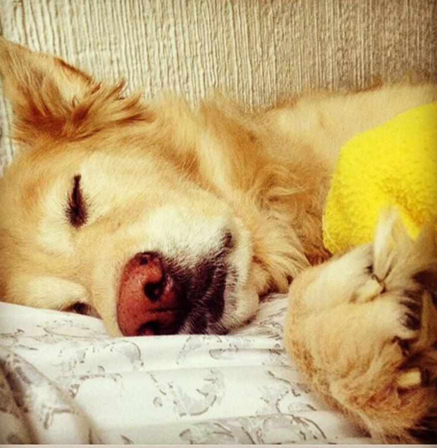 Fotos: Celebramos el Día Mundial de los Animales con las mascotas de la redacción