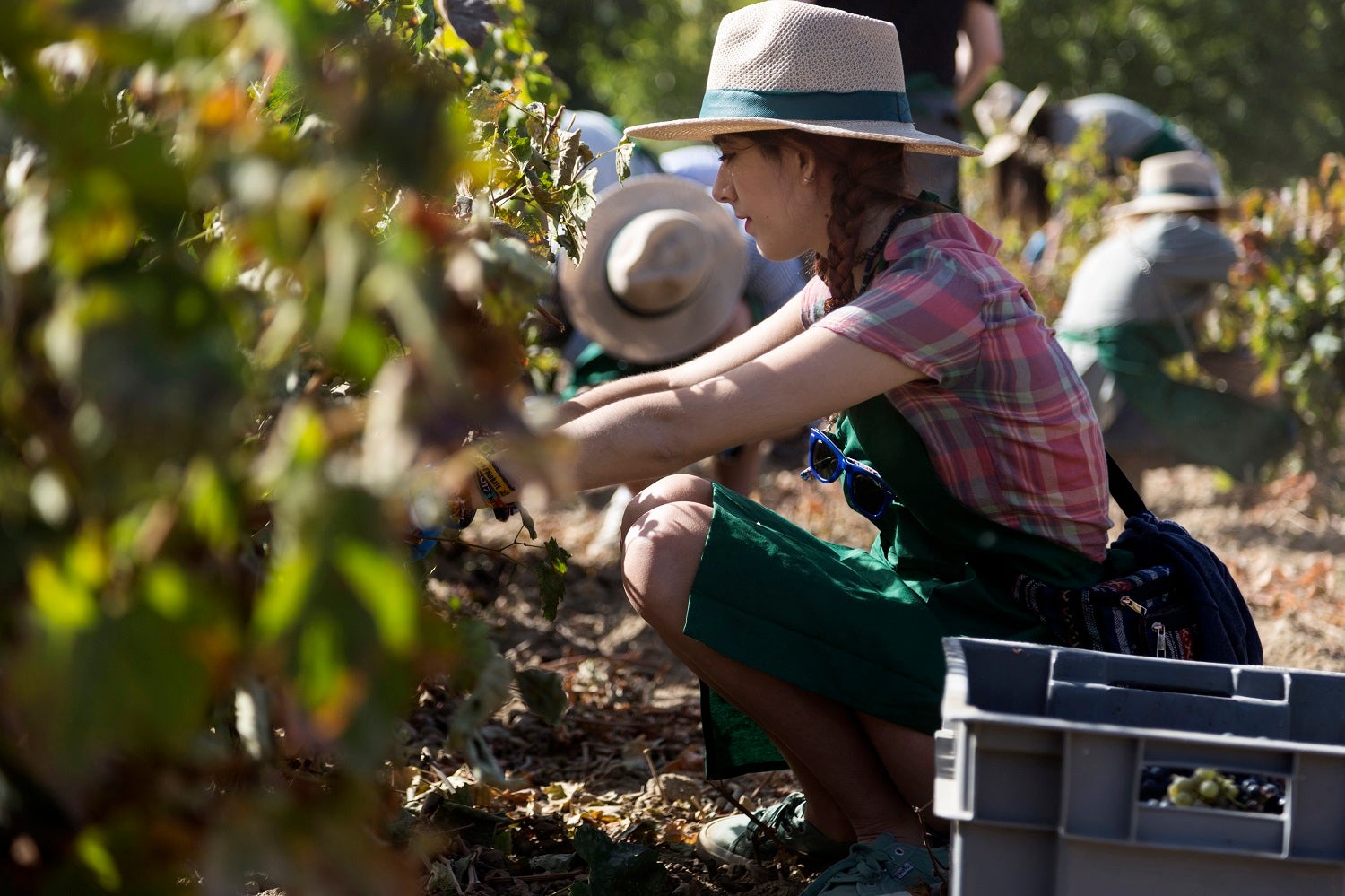 Huéspedes y amantes de la enología podrán acudir a la Hacienda Zorita Wine Hotel & Spa (en Valverdón, Salamanca) el día 12 de octubre para, vestidos con delantal, sombrero, tenazas y guantes, participar en la recogida de las uvas tempranillo y syrah que rodean el antiguo convento dominico sobre el que se levanta y además vivir el tradicional acto de la pisa de la uva en un lagar centenario. Para reponer fuerzas, se servirá una parrillada a base de productos de la Organic Farm del hotel.