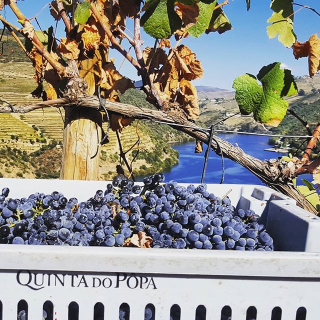 El valle del Duero, declarado Patrimonio de la Humanidad por la Unesco, es el hogar de la región vinícola con la Denominación de Origen más antigua del mundo. La vendimia de sus vides suele tener lugar durante los meses de septiembre y octubre y para el visitante es una gozada no solo admirar los coloridos paisajes del valle, sino también ser parte del proceso en alguna de las quintas de la zona de Vila Nova de Gaia y sus alrededores. Aunque no hay una fiesta de la vendimia como tal, bodegas como la Quinta do Popa o la Quinta das Carvalhas ofrecen la opción de cosechar la uva, seleccionarla y pisarla junto a profesionales para acabar con una degustación de vino mientras se comen productos de la tierra como la feijoada transmontana.