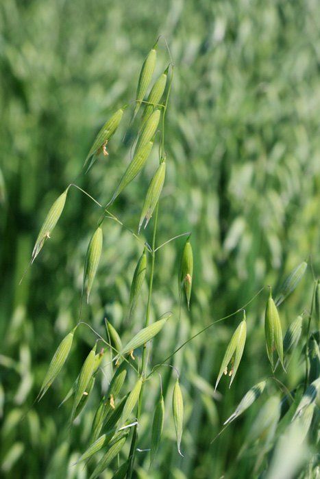 Avena Salvaje (Avena sativa): El principal beneficio de la avena es acabar con la depresión y potenciar el deseo sexual. Gracias al efecto afrodisíaco de esta planta, son más placenteras las relaciones sexuales y potencia el rendimiento tanto en mujeres como en hombres. Es nutritiva, tonifica el útero, y muy beneficiosa también para el sistema nervioso.