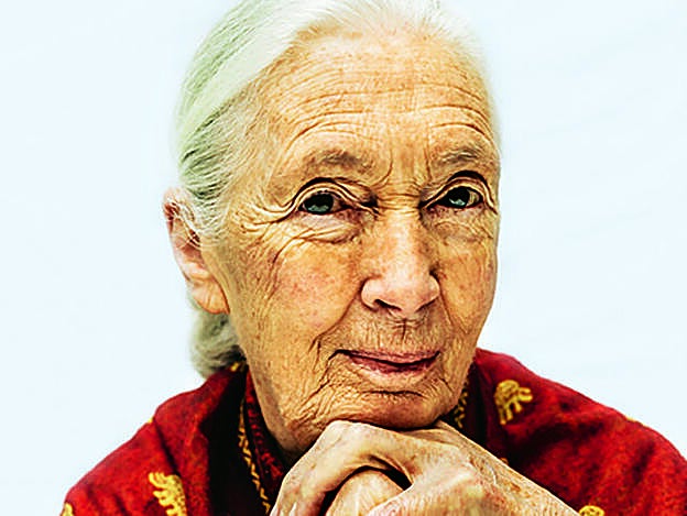 Jane Goodall.