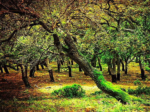 Parque de los Alcornocales, Cádiz.