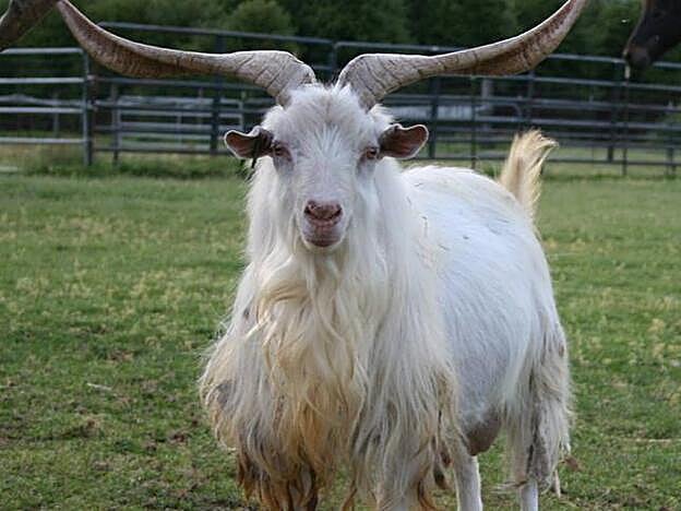 La raza Cashmere es originaria de Asia