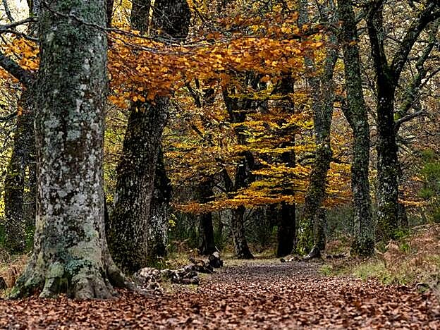 No olvides reservar la entrada si quieres ir al Hayedo de Montejo