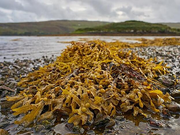 Las algas tienen una concentración elevada en minerales y vitaminas.