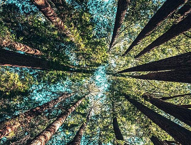 Pasear por un parque tiene también beneficios en tu bienestar.