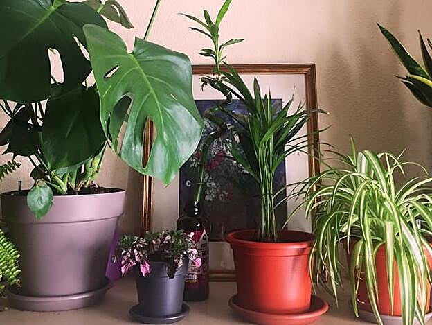 El junco -presuntamente inmortal- de Ikea