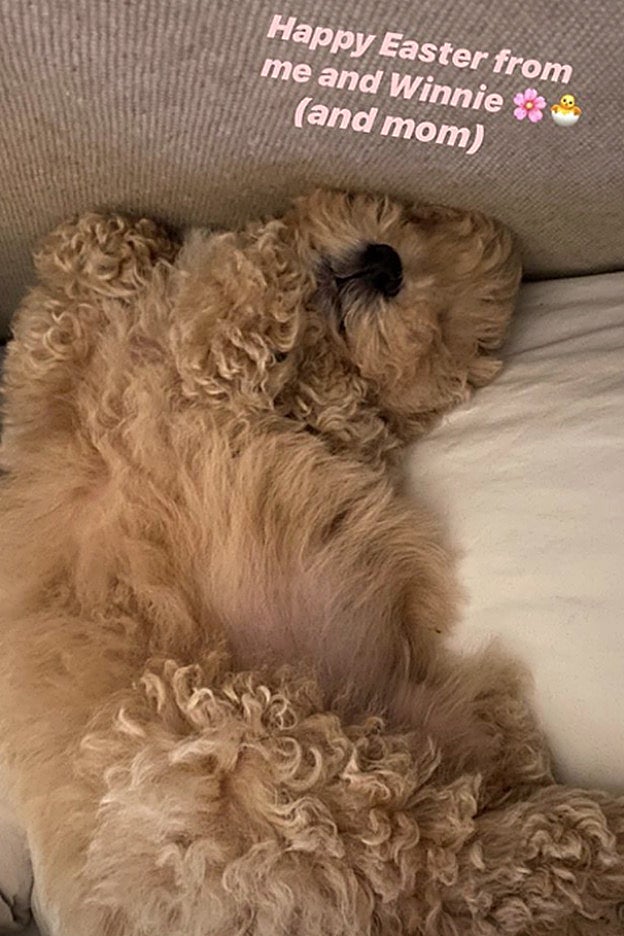 Winnie, la mascota de Selena Gomez, es un posturitas y a ella le encanta.