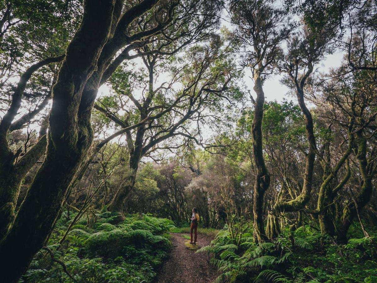 Canarias tiene un clima privilegiado todo el año, así que este bosque puedes visitarlo en cualquier época: siempre será igual de espectacular. El sendero circular de La Llanía, en la isla de El Hierro, parte de Valverde (la capital de la isla), se recorre en dos horas y te lleva por una colección de paisajes que te dejará sin aliento: desde calderas volcánicas hasta bosques húmedos como el Brezal y el Paseo de los Helechos.