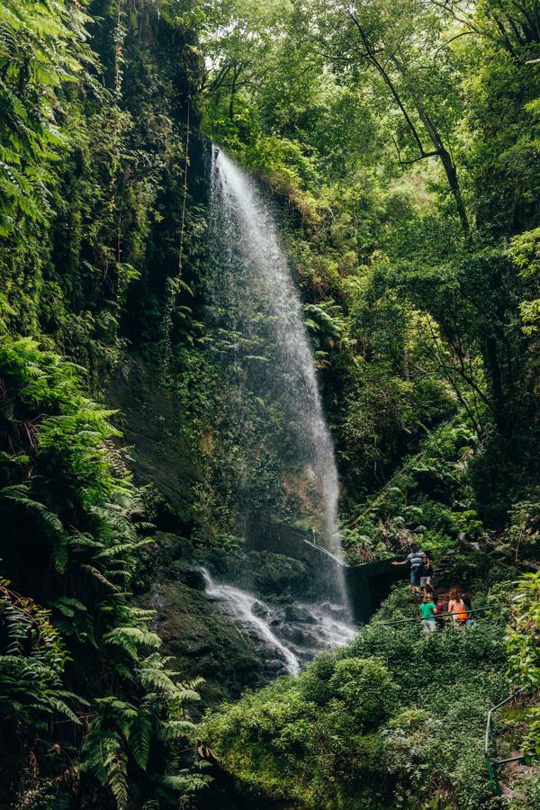 No es la selva amazónica, pero desde luego lo parece. El Bosque de los Tilos, situado en el municipio de San Andrés y Sauces, es el ecosistema de laurisilva más importante de la isla de La Palma (Canarias). Este tipo de bosque prácticamente no ha cambiado desde la era Terciaria, hace millones de años. El sendero que recorre el parque natural está lleno de cascadas, túneles y decenas de especies vegetales. Por algo fue la primera Reserva de la Biosfera de La Palma.
