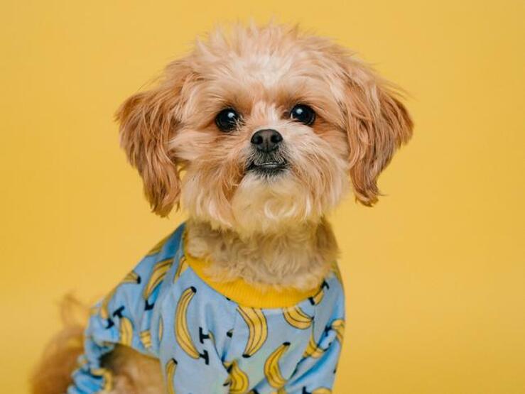 Fotos: ¡Llegan las rebajas más esperadas para tu mascota, el auténtico amo de la casa!