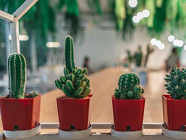 Los cactus son un clásico de los entornos laborales.