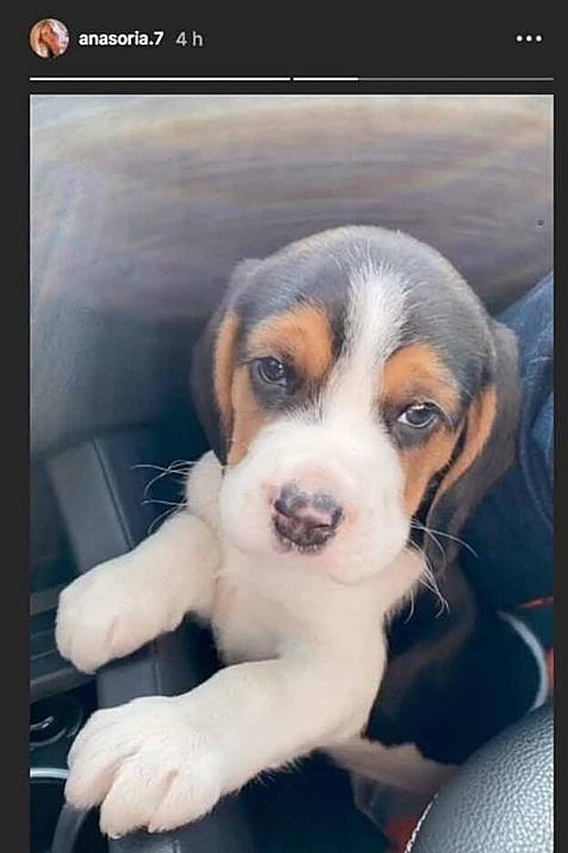 Este es Ney, el nuevo inquilino de la casa que comparten Ponce y su chica.