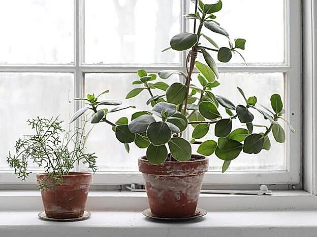 Las plantas son un gran aliado de la decoración hygge.