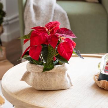Imagen secundaria 1 - Las coronas de flores puedes encontrarlas desde 29.99 euros en Zara Home, y las velas de angelitos se venden en pack de 6 por 7.99 euros. La Flor de Pascua cuesta 17.99 euros en Colvin.