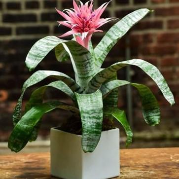 Imagen secundaria 1 - Las plantas de interior más fáciles de cuidar con las que decorar toda tu casa en invierno (incluso si tiene poca luz)