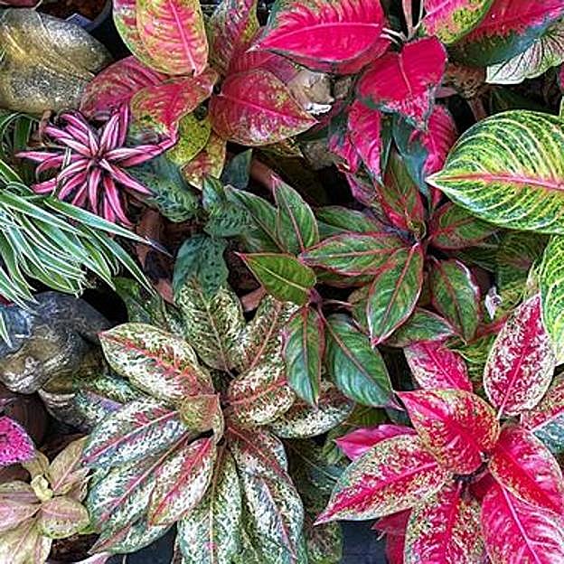 Imagen principal - Las plantas de interior más fáciles de cuidar con las que decorar toda tu casa en invierno (incluso si tiene poca luz)