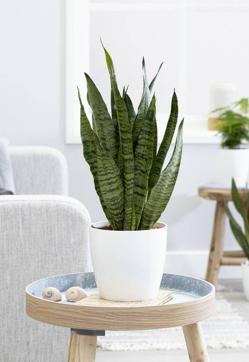 Imagen secundaria 2 - Las plantas de interior más fáciles de cuidar con las que decorar toda tu casa en invierno (incluso si tiene poca luz)