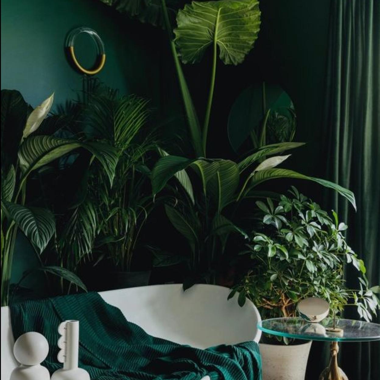 Pincha en la foto para saber cómo decorar tu casa con plantas de interior