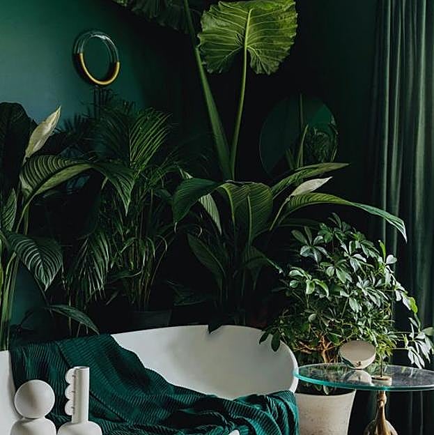 Las plantas de interior más fáciles de cuidar con las que decorar toda tu casa en invierno (incluso si tiene poca luz)