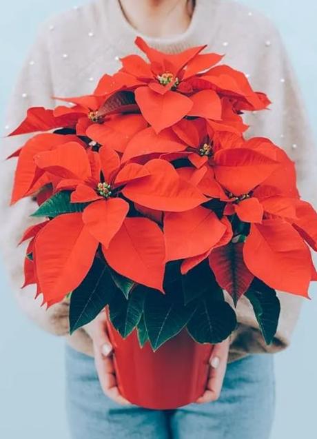 Imagen - FOTO: BOURGUIGNON FLORISTAS