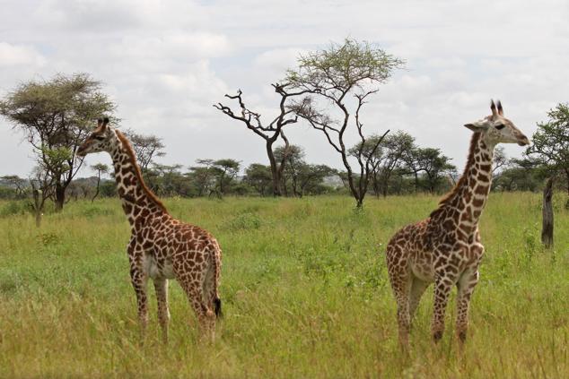 La llegada al cráter del Ngorongoro, donde cientos de cebras, gacelas, búfalos, leones y rinocerontes conviven libres en su hábitat natural es una experiencia imborrable. Sucede lo mismo cuando se sobrevuela en globo el Serengueti al amanecer, avistando pueblos masáis, hipopótamos bañándose en las lagunas o manadas de elefantes procesionando. Enclavado en el parque nacional, el Meliá Serengueti Lodge ofrece safaris con guías locales, picnics, cenas en la sabana, y vuelos en avión de hélices al Monte Kilimanjaro, la cumbre más alta de África. (melia.com/serengeti_lodge)