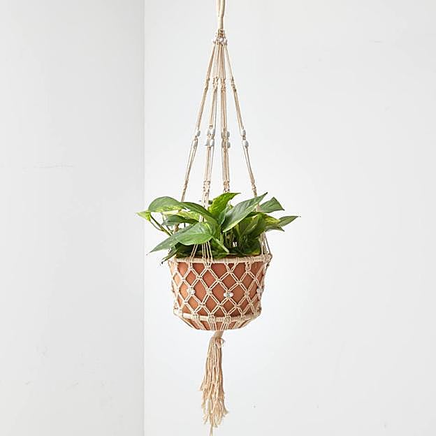 Una planta perfecta tanto para ir en una mesa, de pie o incluso para ir colgando.