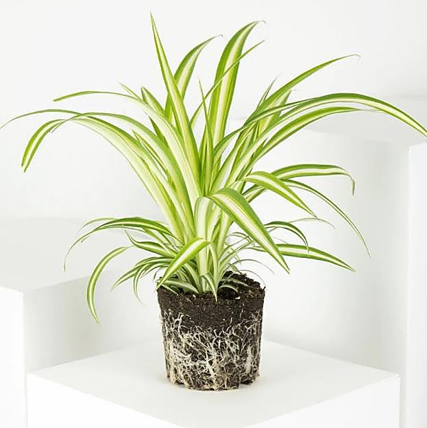 La cinta destaca por ser una planta que absorbe muy bien el calor y equilibra la temperatura de cualquier lugar.