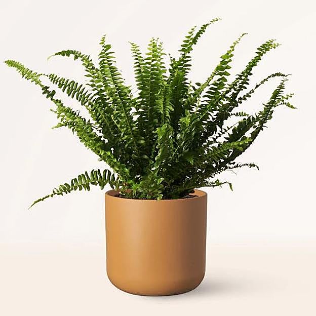 El helecho es ideal para refrescar el hogar y hacer que soportar las temperaturas de verano sea más fácil.