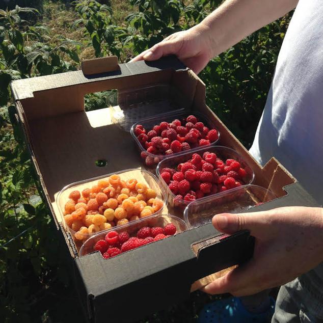 Si quieres salir de la ciudad y acercarte a la naturaleza en Riofrío de Riaza Berry Good nos propone una experiencia original y sana que también pueden disfrutar los más pequeños de la casa. Esta empresa agrícola que produce frutos del bosque en plena sierra de Ayllón cuenta con una finca en la que podemos recoger arándanos, frambuesas, zarzamoras y grosellas. A la entrada de la finca nos proporcionan las barquetas con las que poder recoger los frutos con los que cuente en ese momento y a la salida abonamos el precio por lo que nos llevemos. Podemos consultar el horario de apertura y las frutas de las que disponen en su perfil de Instagram. 
