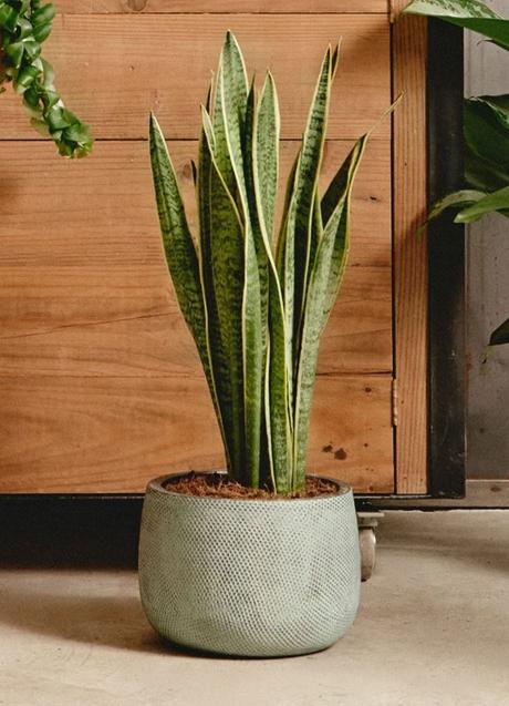 Imagen - La sansevieria es una planta que viste cualquier esquina y aporta elegancia.