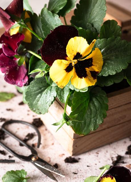 Imagen - El pensamiento es una planta que florece en invierno/PEXELS