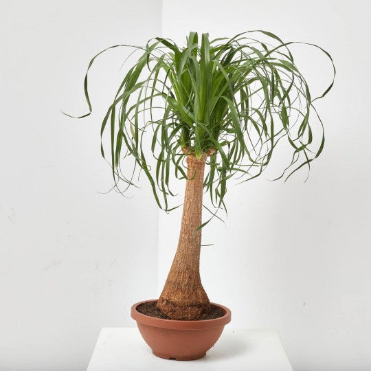 Imagen - Pata de elefante/ Verdecora