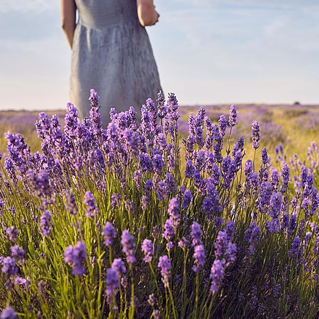 Mujer paseando por un campo de lavanda. 