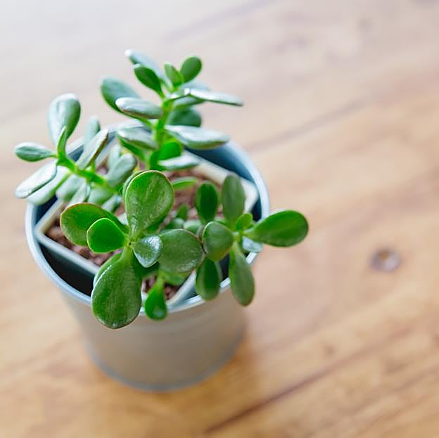 Los lugares de la casa donde no deberías colocar nunca la planta de jade o árbol del dinero