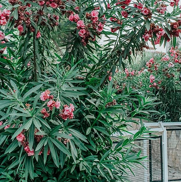 Es común ver adelfas en las medianas de las carreteras. 