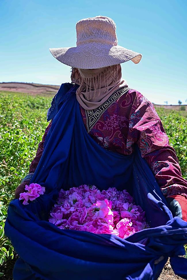 Una de las recolectoras marroquíes de la rosa damascena muestra la cantidad recogida en su saco.